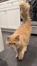 Found/Stray Unknown Cat last seen Sierra, Fontana, CA 92336