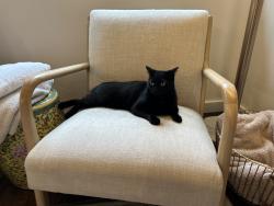 Reunited Female Cat last seen 157th and NE 1st St, Bellevue, WA 98008