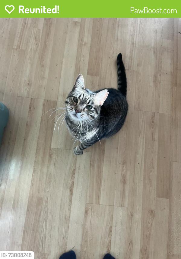 Reunited Male Cat last seen Near L St, we think he escaped from an open window or as we were leaving and somehow didn’t notice, Salt Lake City, UT 84103