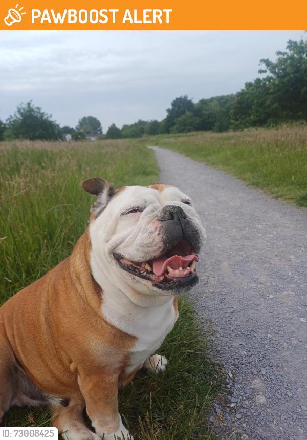 Found/Stray Female Dog last seen Fields behind steers croft, Merseyside, England L28