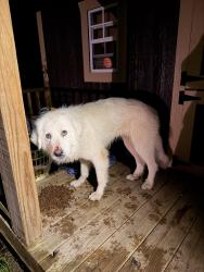 Found/Stray Female Dog last seen Manning mill rd, Walker County, GA 30728