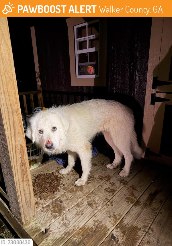 Found/Stray Female Dog last seen Manning mill rd, Walker County, GA 30728