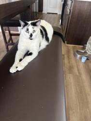 Lost Female Cat last seen Mustang ridge , Magnolia, TX 77354