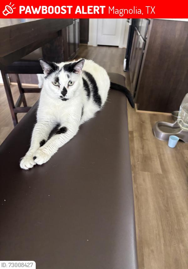 Lost Female Cat last seen Mustang ridge , Magnolia, TX 77354