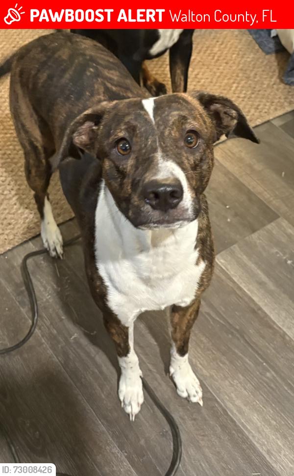 Lost Female Dog last seen Charles st alys beach 30a, Walton County, FL 32461