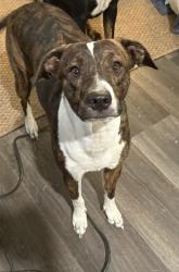Lost Female Dog last seen Charles st alys beach 30a, Walton County, FL 32461