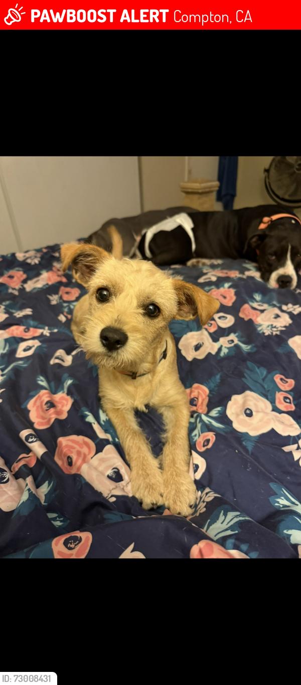 Lost Female Dog last seen Alondra & Center, Compton, CA 90220