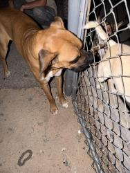 Found/Stray Male Dog last seen Village Drive, Victorville, CA 92394