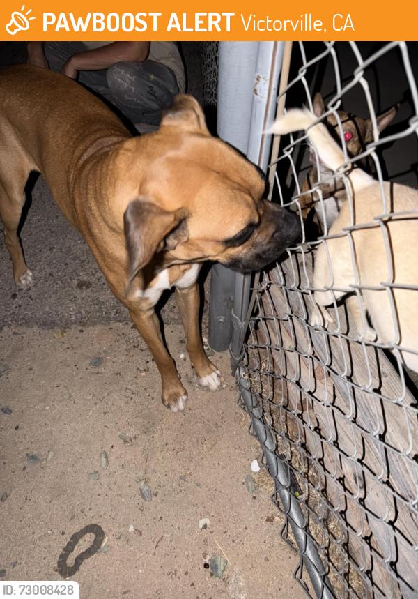 Found/Stray Male Dog last seen Village Drive, Victorville, CA 92394