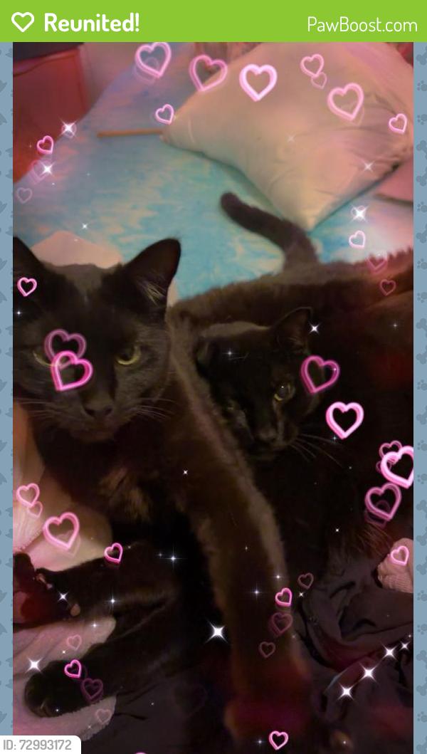 Reunited Female Cat last seen Pierce and harrison, Loveland, CO 80537