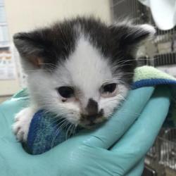 Shelter Stray Male Cat last seen Near BLOCK LINCOLN AVE, 6851 Van Buren Boulevard, Jurupa Valley, CA 92509, USA