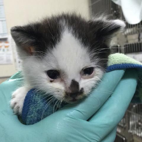 Shelter Stray Male Cat last seen Near BLOCK LINCOLN AVE, 6851 Van Buren Boulevard, Jurupa Valley, CA 92509, USA