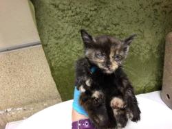 Shelter Stray Female Cat last seen VAN BUREN AND ARLINGTON, 6851 Van Buren Boulevard, Jurupa Valley, CA 92509, USA