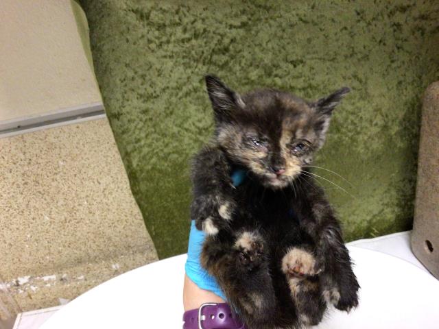 Shelter Stray Female Cat last seen VAN BUREN AND ARLINGTON, 6851 Van Buren Boulevard, Jurupa Valley, CA 92509, USA