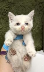 Shelter Stray Female Cat last seen VAN BUREN AND ARLINGTON, 6851 Van Buren Boulevard, Jurupa Valley, CA 92509, USA
