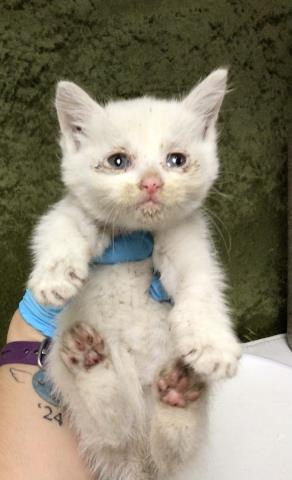 Shelter Stray Female Cat last seen VAN BUREN AND ARLINGTON, 6851 Van Buren Boulevard, Jurupa Valley, CA 92509, USA