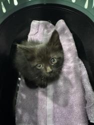 Shelter Stray Female Cat last seen 84TH & HURON, 12155 Park Blvd, Brighton, CO 80601, USA