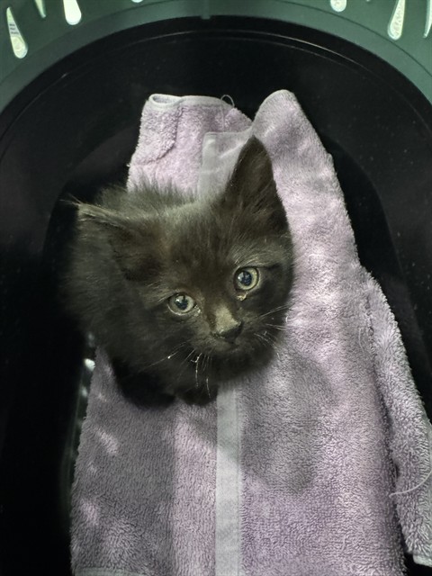 Shelter Stray Female Cat last seen 84TH & HURON, 12155 Park Blvd, Brighton, CO 80601, USA