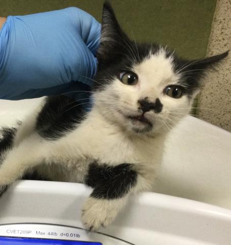 Shelter Stray Female Cat last seen Near BLOCK ARGUELLO DR, JURUPA VALLEY CA 91752, 6851 Van Buren Boulevard, Jurupa Valley, CA 92509, USA