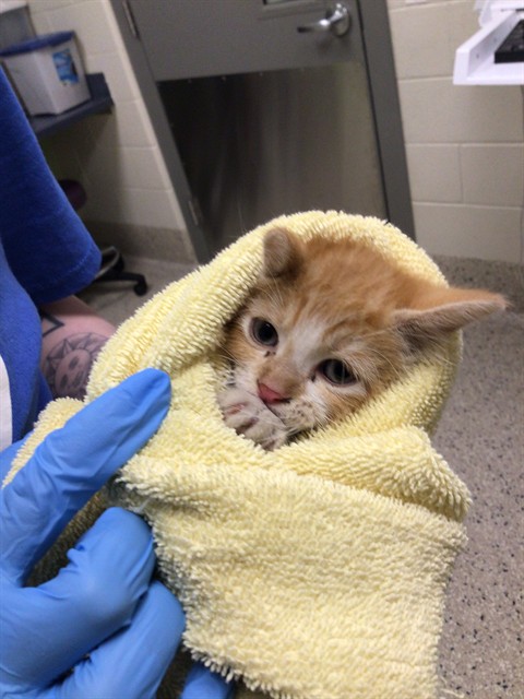 Shelter Stray Male Cat last seen Near BLOCK ONEIDA DR, 12155 Park Blvd, Brighton, CO 80601, USA