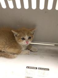 Shelter Stray Male Cat last seen Near BLOCK ONEIDA DR, 12155 Park Blvd, Brighton, CO 80601, USA