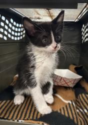 Shelter Stray Female Cat last seen MARINE WAY/RIDGE VALLEY, 92618, 6443 Oak Canyon, Irvine, CA 92618, USA