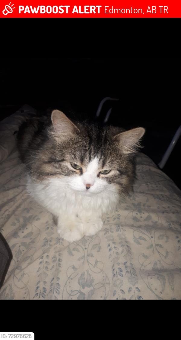 Lost Male Cat last seen Our Lady of Victory School  158st 81ave, Edmonton, AB T5R