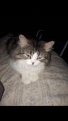 Lost Male Cat last seen Our Lady of Victory School  158st 81ave, Edmonton, AB T5R