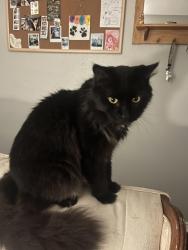 Lost Male Cat last seen 17th 1/2 and Sugar, Edinburg, TX 78541