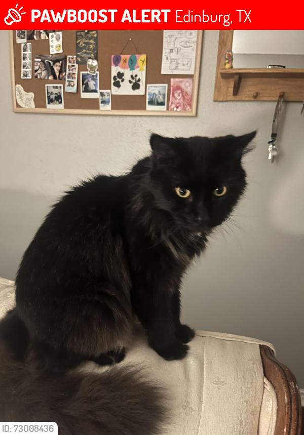Lost Male Cat last seen 17th 1/2 and Sugar, Edinburg, TX 78541