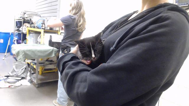 Shelter Stray Male Cat last seen Near BLOCK W BAYAUD AVE, DENVER CO 80223, 1241 W Bayaud Ave, Denver, CO 80223, USA