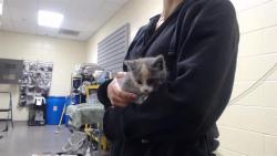 Shelter Stray Female Cat last seen Near BLOCK W BAYAUD AVE, DENVER CO 80223, 1241 W Bayaud Ave, Denver, CO 80223, USA