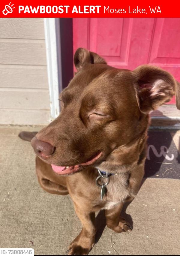 Lost Male Dog last seen I saw they were last seen by park orchard in moses, Moses Lake, WA 98837