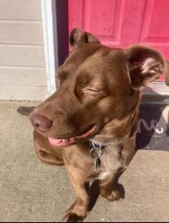 Lost Male Dog last seen I saw they were last seen by park orchard in moses, Moses Lake, WA 98837