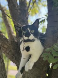 Lost Male Cat last seen Harry & Broadway, Wichita, KS 67211