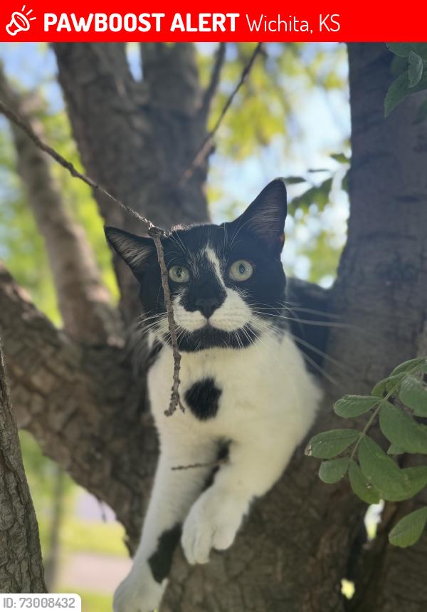 Lost Male Cat last seen Harry & Broadway, Wichita, KS 67211