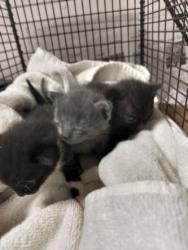 Shelter Stray Female Cat last seen , West Valley Animal Shelter, 20655 Plummer St, Chatsworth, CA 91311, USA