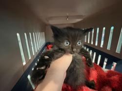 Shelter Stray Male Cat last seen , West Valley Animal Shelter, 20655 Plummer St, Chatsworth, CA 91311, USA