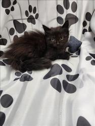 Shelter Stray Male Cat last seen , West Valley Animal Shelter, 20655 Plummer St, Chatsworth, CA 91311, USA