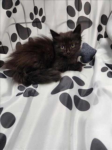 Shelter Stray Male Cat last seen , West Valley Animal Shelter, 20655 Plummer St, Chatsworth, CA 91311, USA