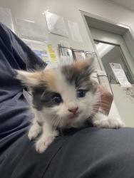 Shelter Stray Female Cat last seen , 14409 Vanowen St, Van Nuys, CA 91405, USA