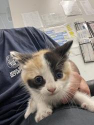 Shelter Stray Female Cat last seen , 14409 Vanowen St, Van Nuys, CA 91405, USA