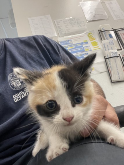 Shelter Stray Female Cat last seen , 14409 Vanowen St, Van Nuys, CA 91405, USA
