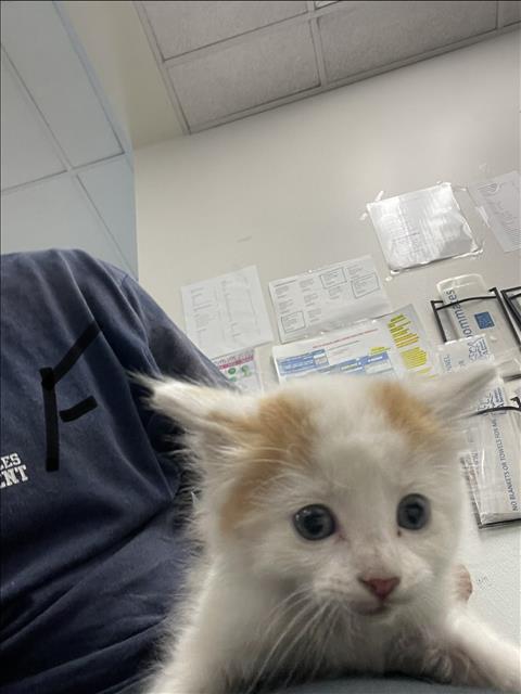 Shelter Stray Male Cat last seen , 14409 Vanowen St, Van Nuys, CA 91405, USA