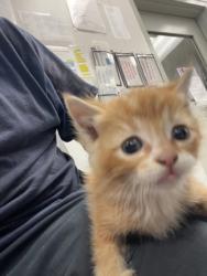 Shelter Stray Male Cat last seen , 14409 Vanowen St, Van Nuys, CA 91405, USA
