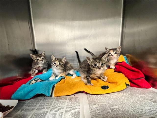 Shelter Stray Female Cat last seen , 957 N Gaffey St, San Pedro, CA 90731, USA