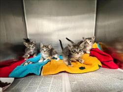 Shelter Stray Male Cat last seen , 957 N Gaffey St, San Pedro, CA 90731, USA