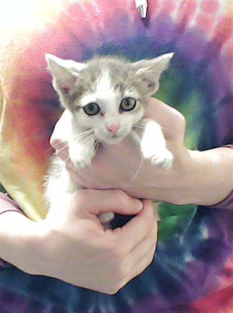Shelter Stray Female Cat last seen Near BROAD ST, FAYETTEVILLE NC 28301, 4704 Corporation Dr, Fayetteville, NC 28306, USA