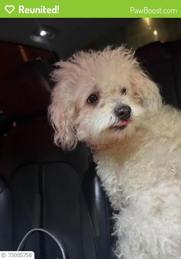 Reunited Female Dog last seen Randolph and gage ave, Huntington Park, CA 90255