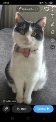 Lost Female Cat last seen Emcote road, Warwickshire, England CV34